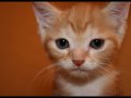 Kitten_by_emptyremains.jpg